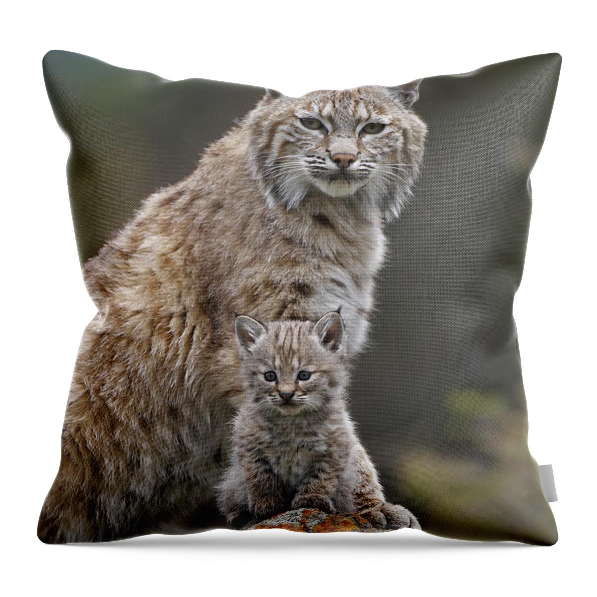 00177005 Throw Pillow featuring the photograph Bobcat Mother And Kitten North America by Tim Fitzharris