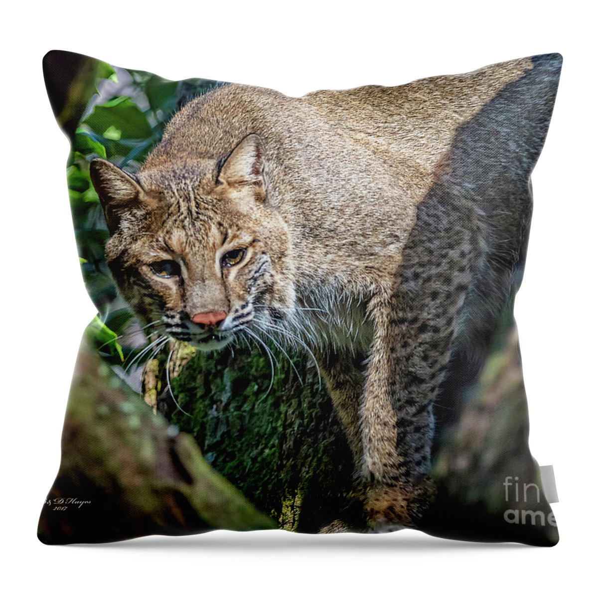 Nature Throw Pillow featuring the photograph Bobcat On The Prowl by DB Hayes