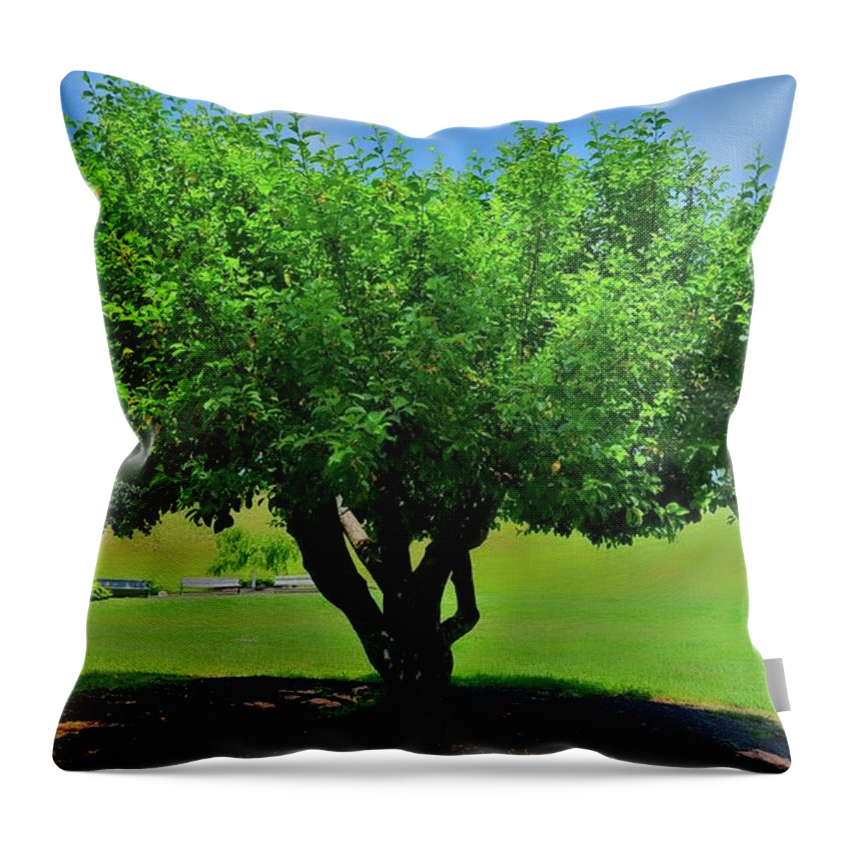 Tree Throw Pillow featuring the photograph Branching Out by Dani McEvoy