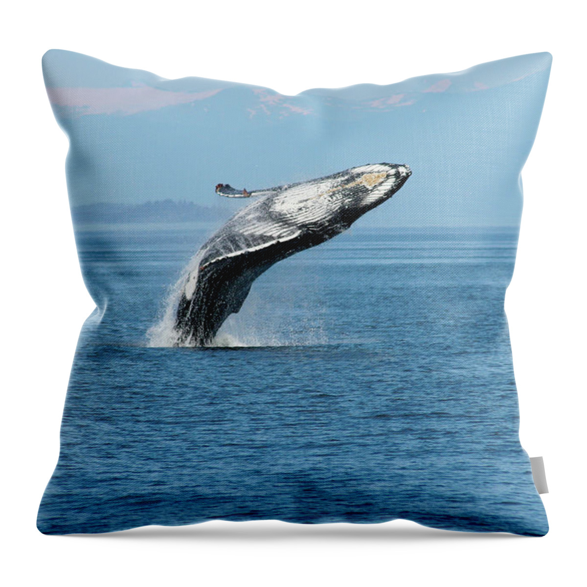 Alaska Throw Pillow featuring the photograph Breaching humpback whales Happy-3 by Steve Darden
