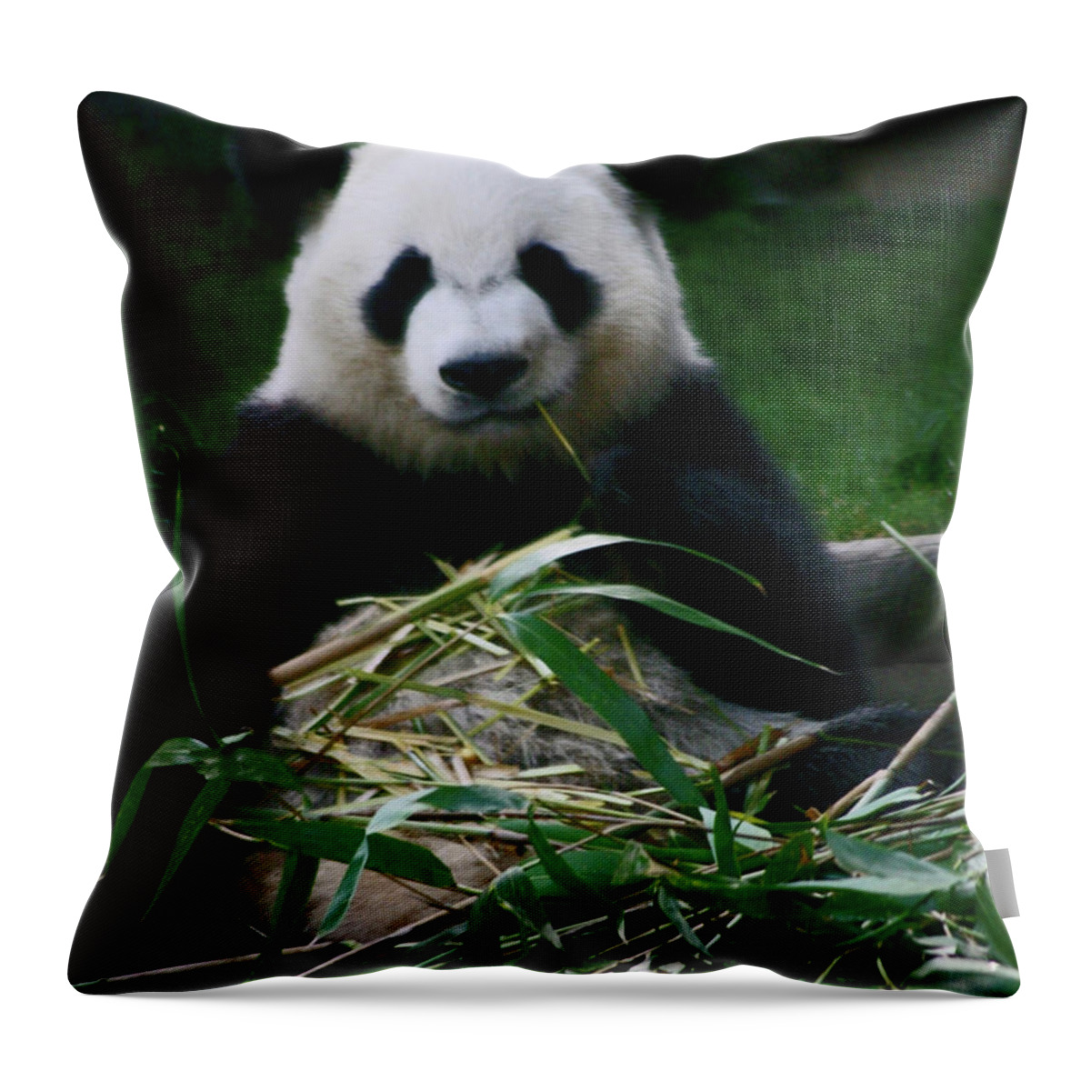 Animals Throw Pillow featuring the photograph Breakfast at the Zoo by Bess Carter