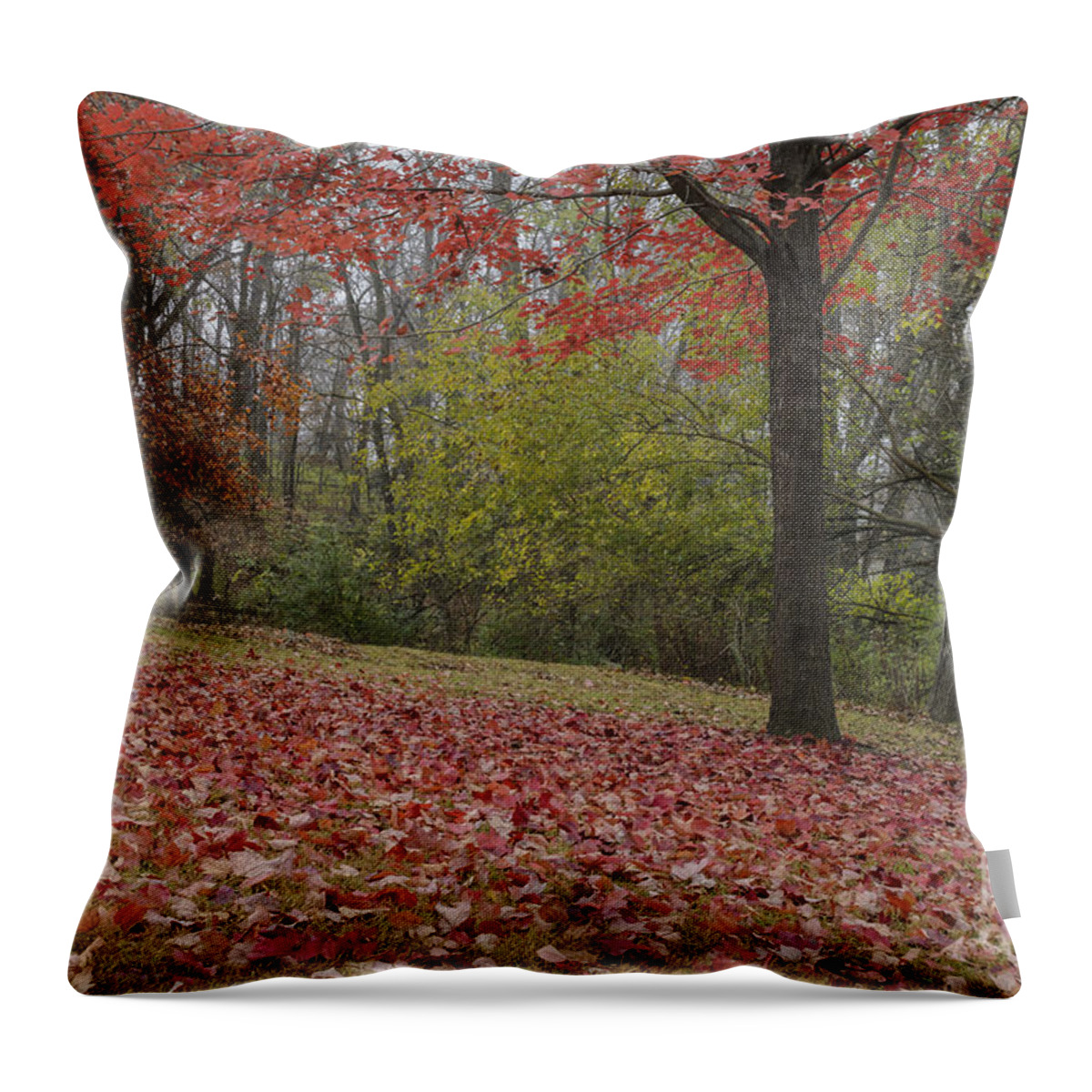 Red Maple Tree Throw Pillow featuring the photograph Bright Red Maple Tree by Tamara Becker