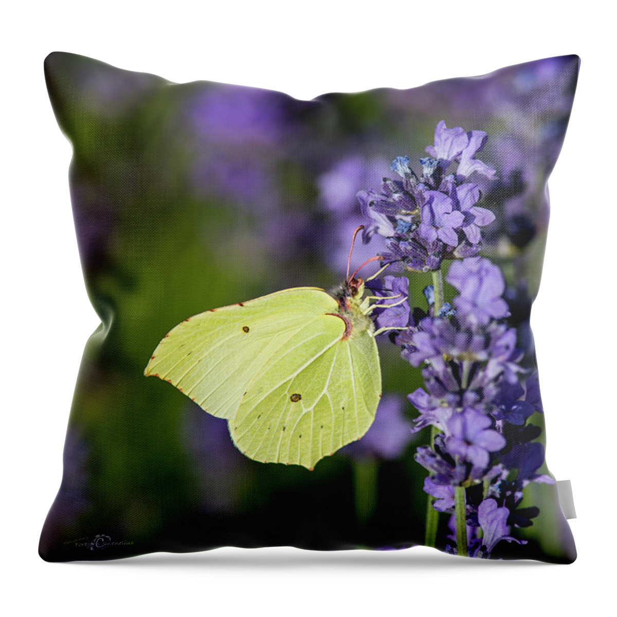 Brimstone Throw Pillow featuring the photograph Brimstone butterfly and the lavender by Torbjorn Swenelius