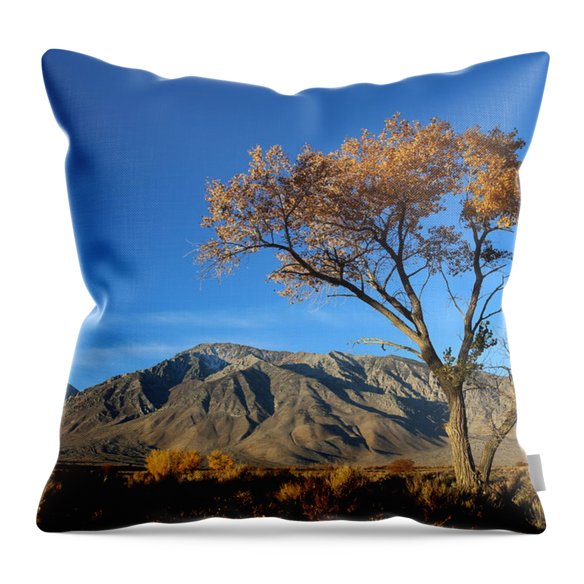 Brittle Throw Pillow featuring the photograph Brittle Earthy Sunrise by Tammy Pool