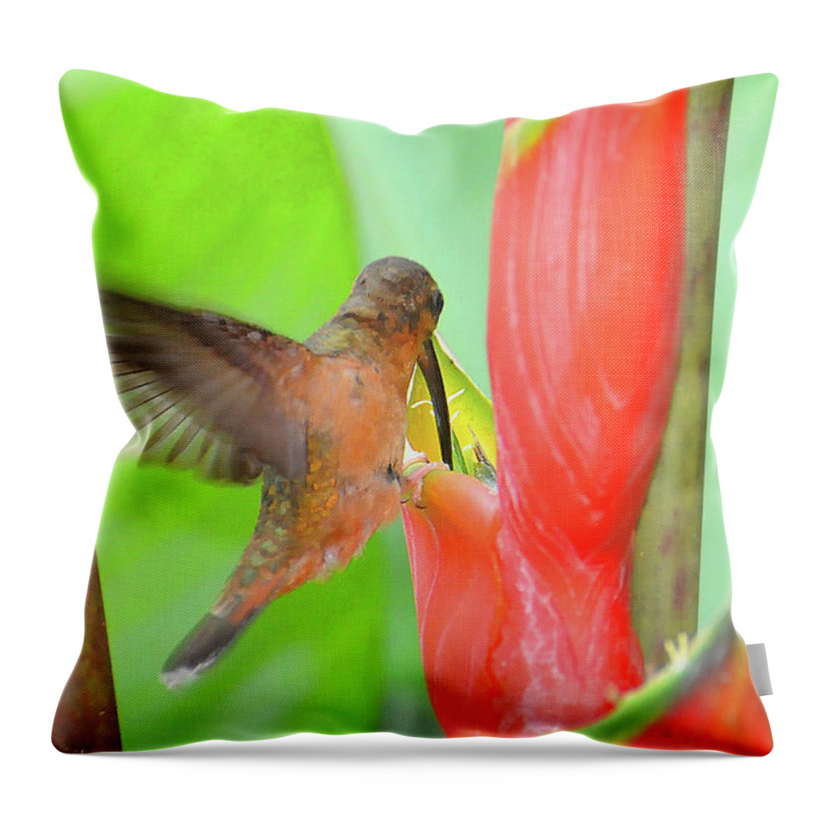 Heliconia Throw Pillow featuring the photograph Bronzy Hermit on Heliconia by Ted Keller