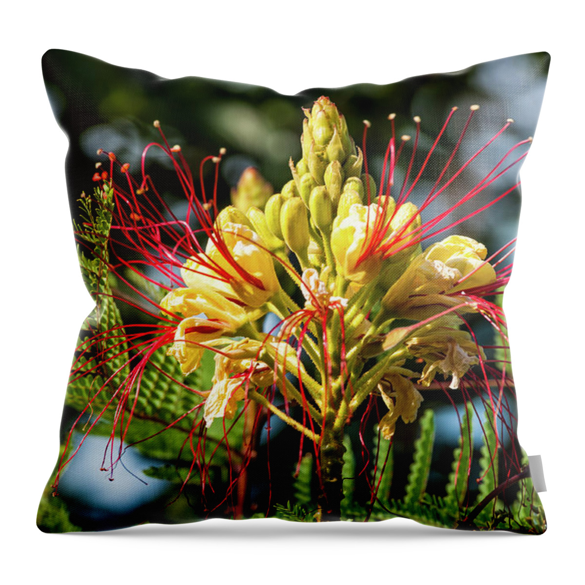Flower Throw Pillow featuring the photograph Burst Of Beauty by Charles McCleanon