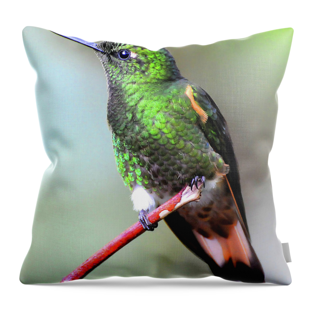 Buff Throw Pillow featuring the photograph Buff Hummingbird by Ted Keller