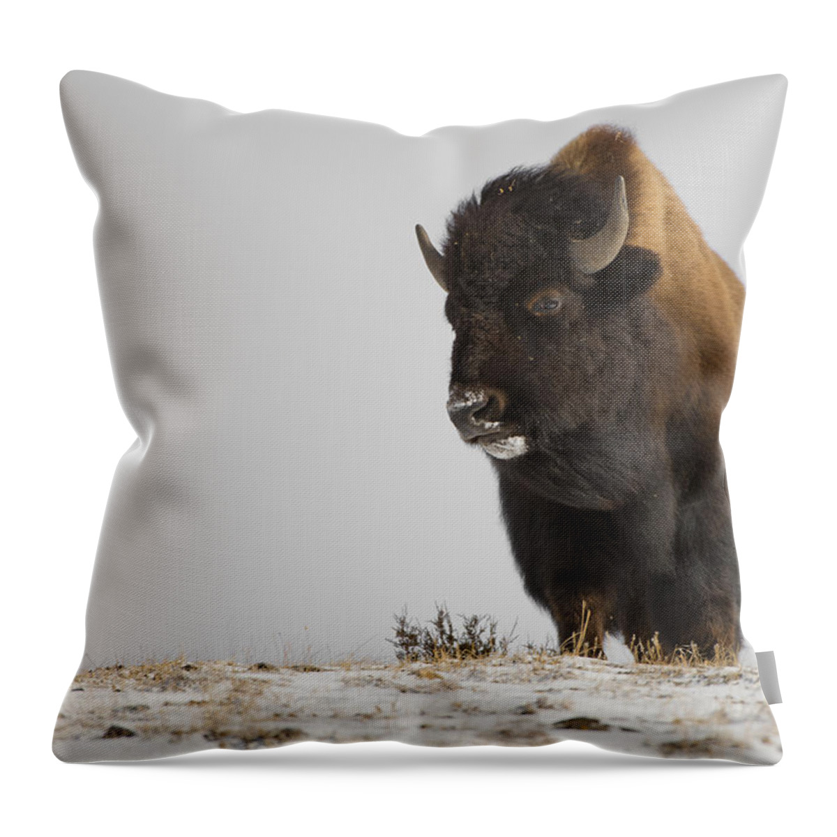 Winter Throw Pillow featuring the photograph Buffalo Leader by Bill Cubitt