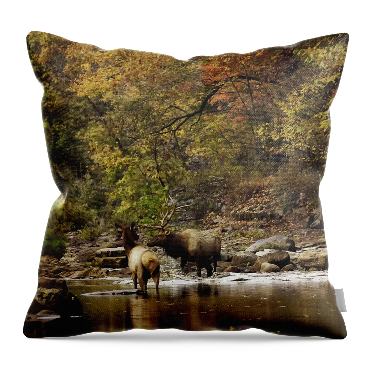 Bull Elk Throw Pillow featuring the photograph Bull and Cow Elk in Buffalo River Crossing by Michael Dougherty