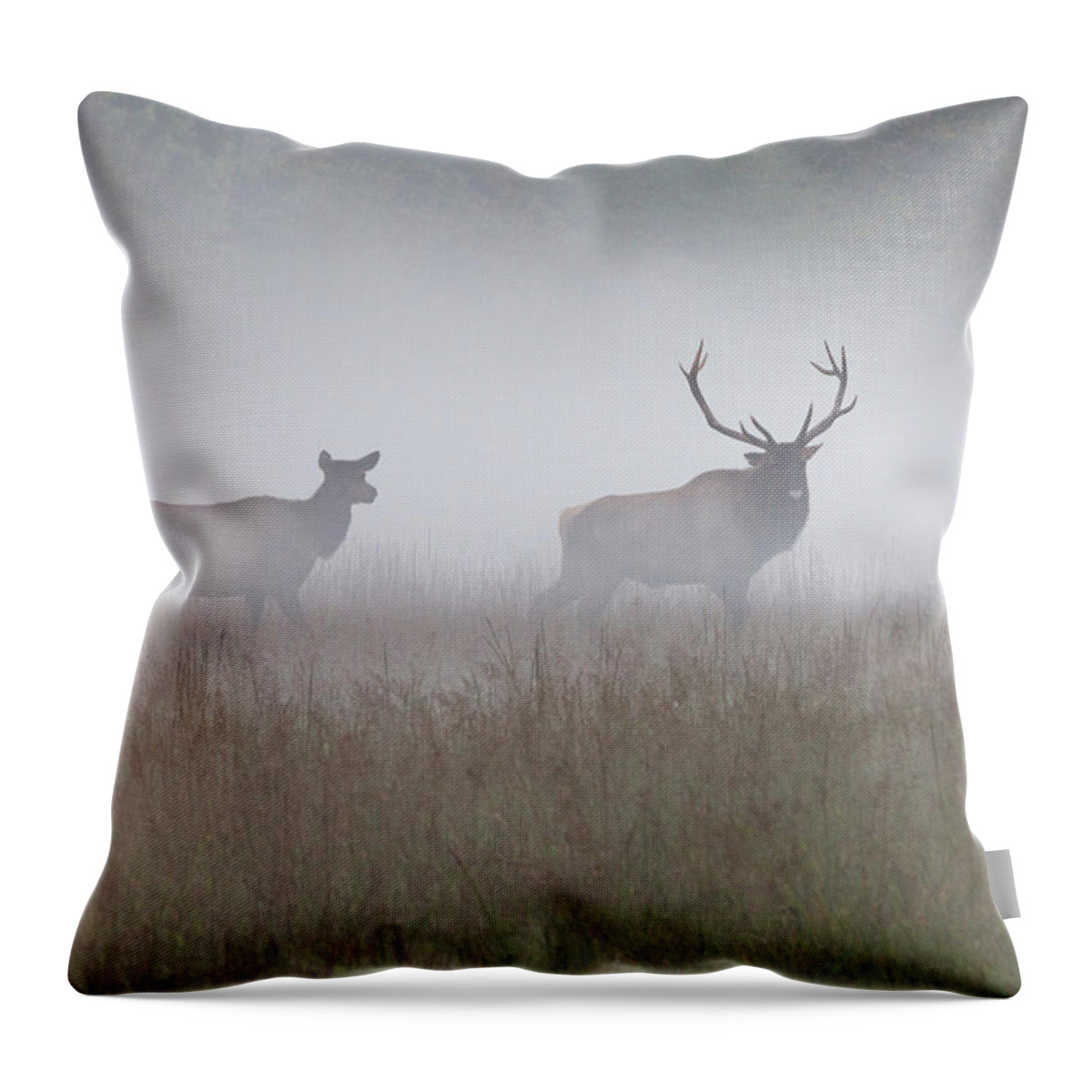 Elk Throw Pillow featuring the photograph Bull and Cow Elk in Fog - September 30 2016 by D K Wall