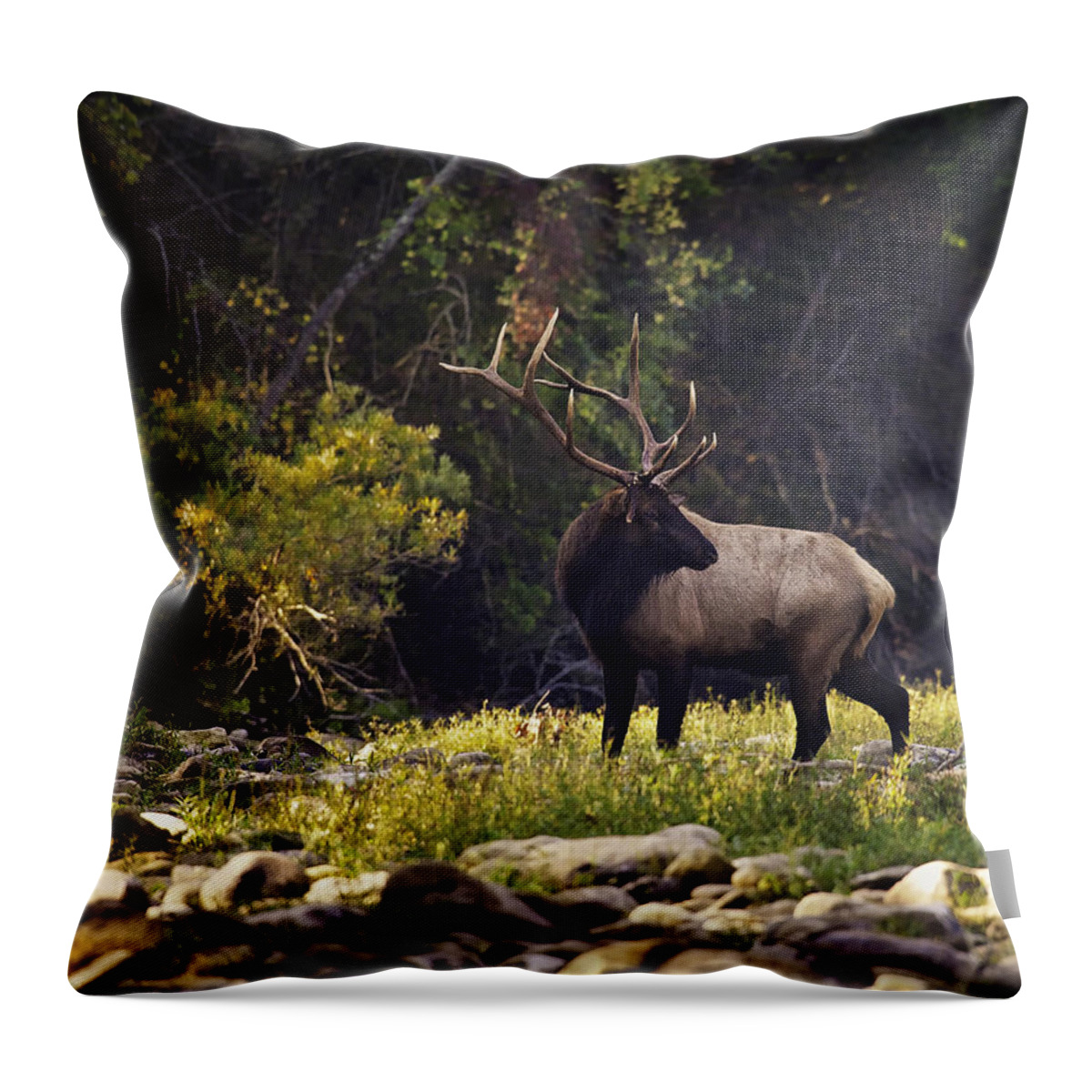 Bull Elk Throw Pillow featuring the photograph Bull Elk Checking for Competition by Michael Dougherty