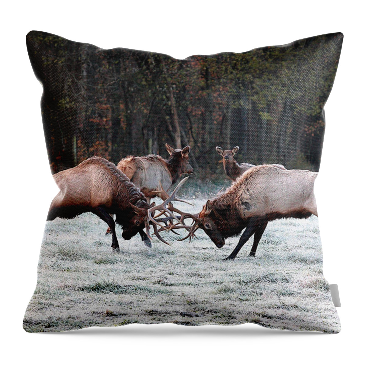 Bull Fight Throw Pillow featuring the photograph Bull Elk Fighting in Boxley Valley by Michael Dougherty