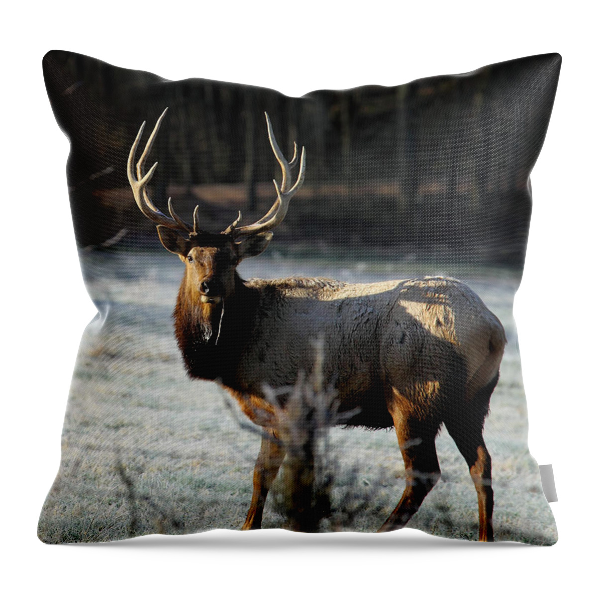 Bull Elk Throw Pillow featuring the photograph Bull Elk in Frosty Field by Michael Dougherty