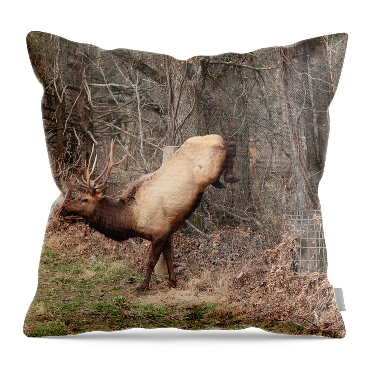Bull Elk Throw Pillow featuring the photograph Bull Elk Jumping Fence by Michael Dougherty