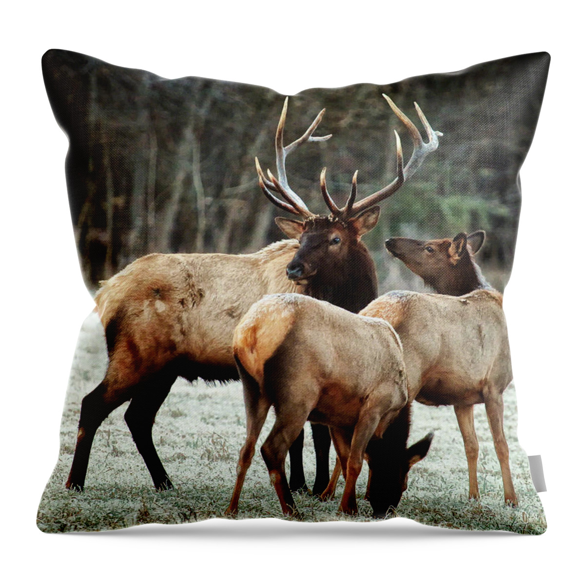 Bull Elk Throw Pillow featuring the photograph Bull Elk with Cows in the Late Rut by Michael Dougherty