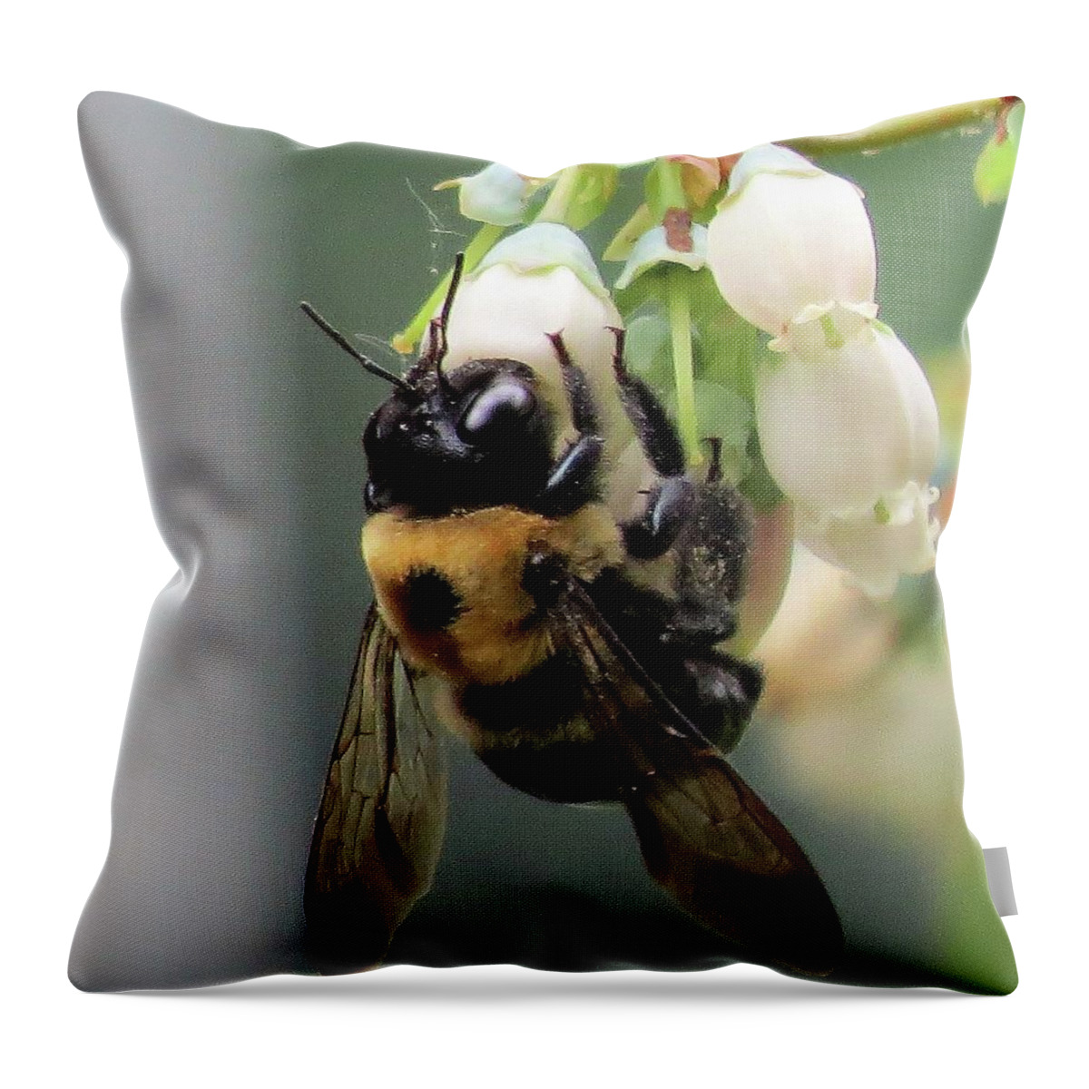 Bees Throw Pillow featuring the photograph Busy Bee on Blueberry Blossom by Linda Stern