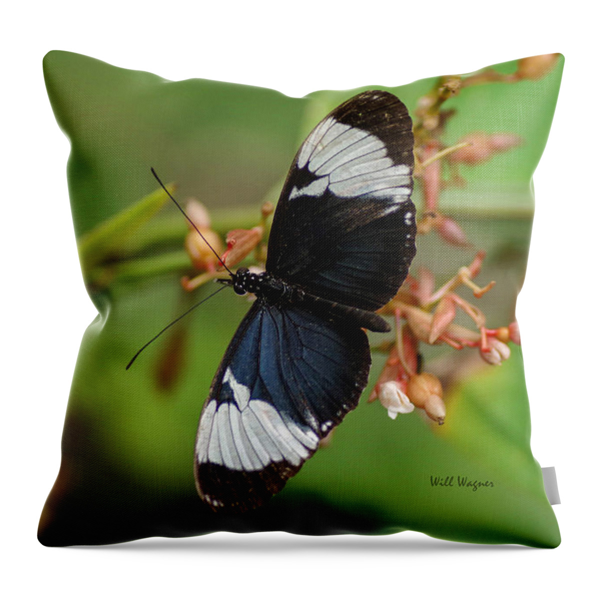 Butterfly Throw Pillow featuring the photograph Butterfly 06 by Will Wagner