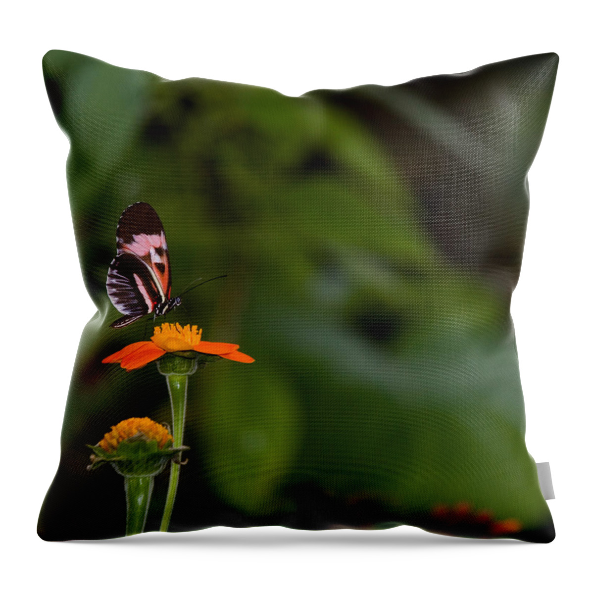 Butterfly Throw Pillow featuring the photograph Butterfly 26 by Michael Fryd