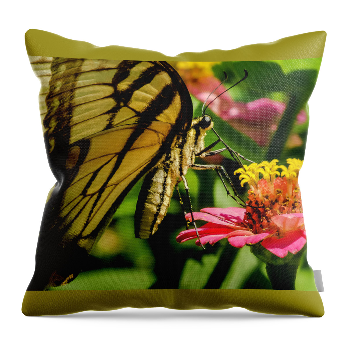 Butterfly Throw Pillow featuring the photograph Butterfly and Zinnia by John Roach