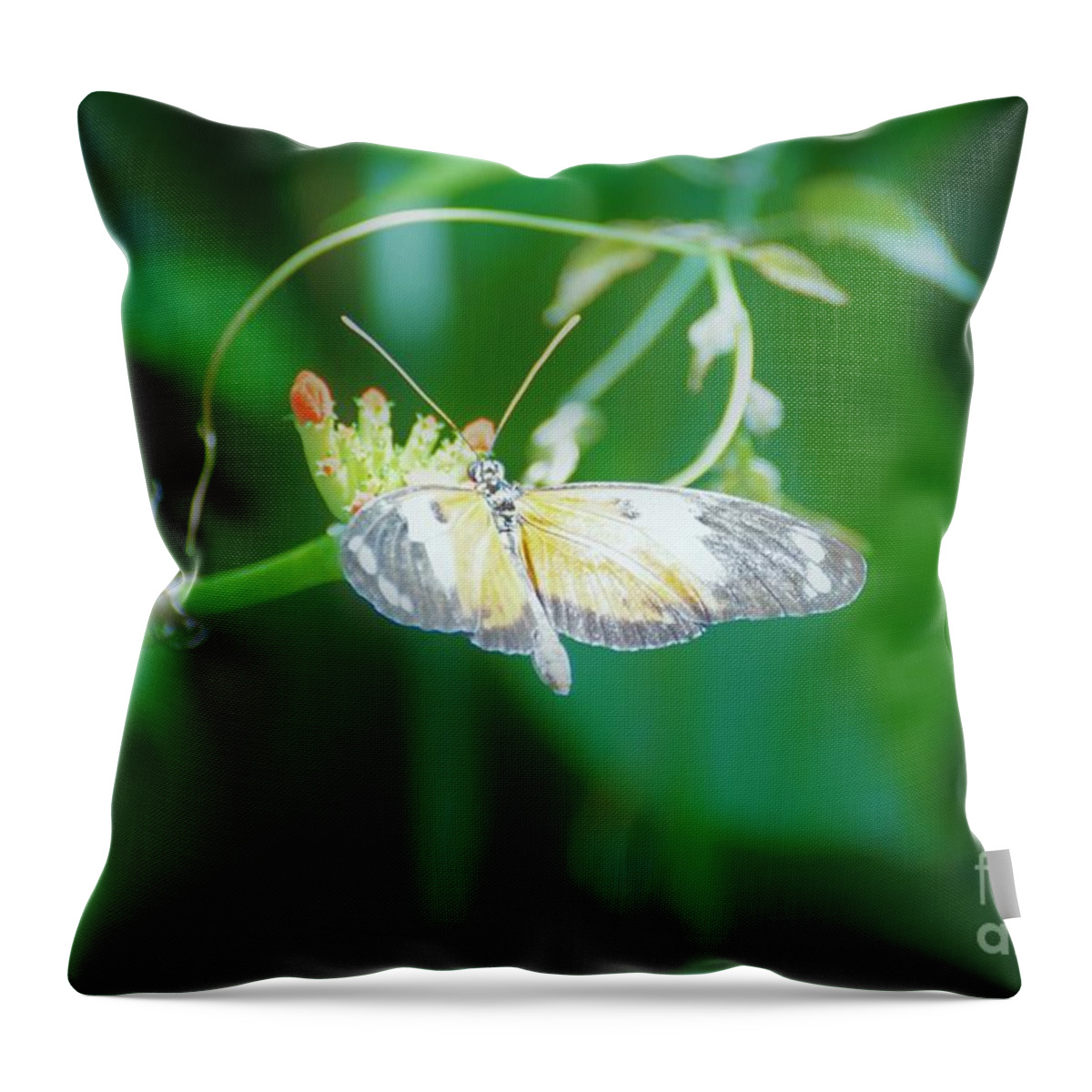 Cleveland Ohio Butterfly Throw Pillow featuring the photograph c4 by Merle Grenz
