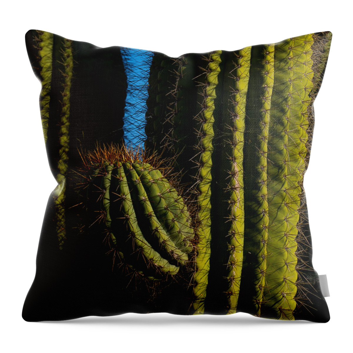 Cacti Throw Pillow featuring the photograph Cacti by Derek Dean