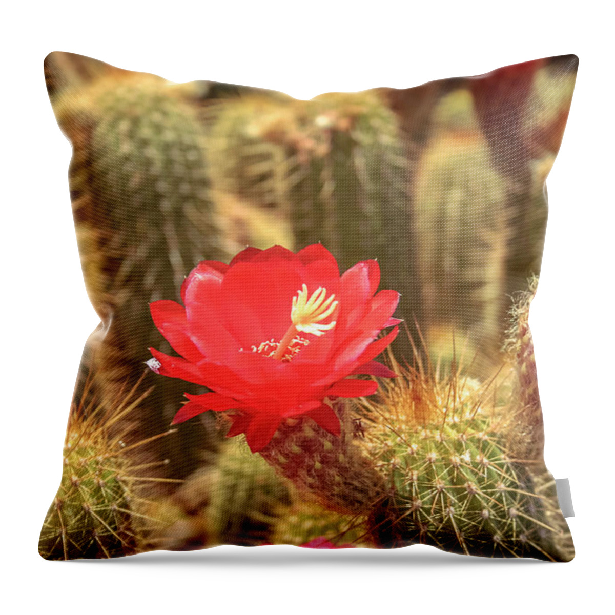Cactus Throw Pillow featuring the photograph Cactus bloom by Darrell Foster