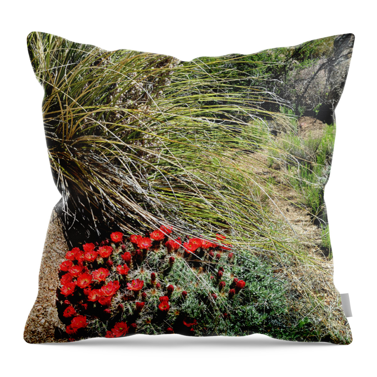 Landscape Throw Pillow featuring the photograph Crimson Barrel Cactus by Ron Cline