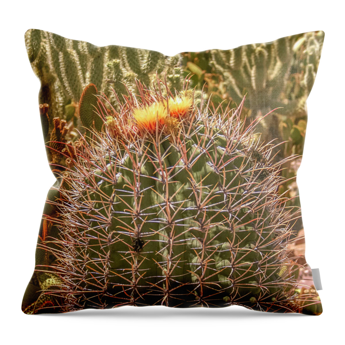 Cactus Throw Pillow featuring the photograph Cactus yellowtop by Darrell Foster