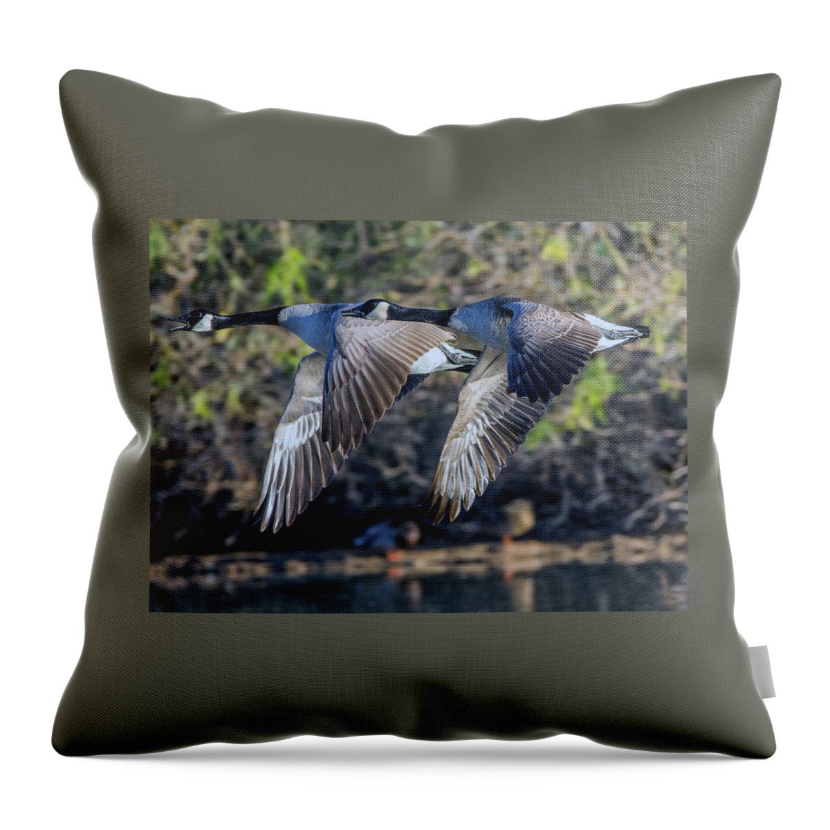 Canada Throw Pillow featuring the photograph Canada Geese 1733-011917-1cr by Tam Ryan