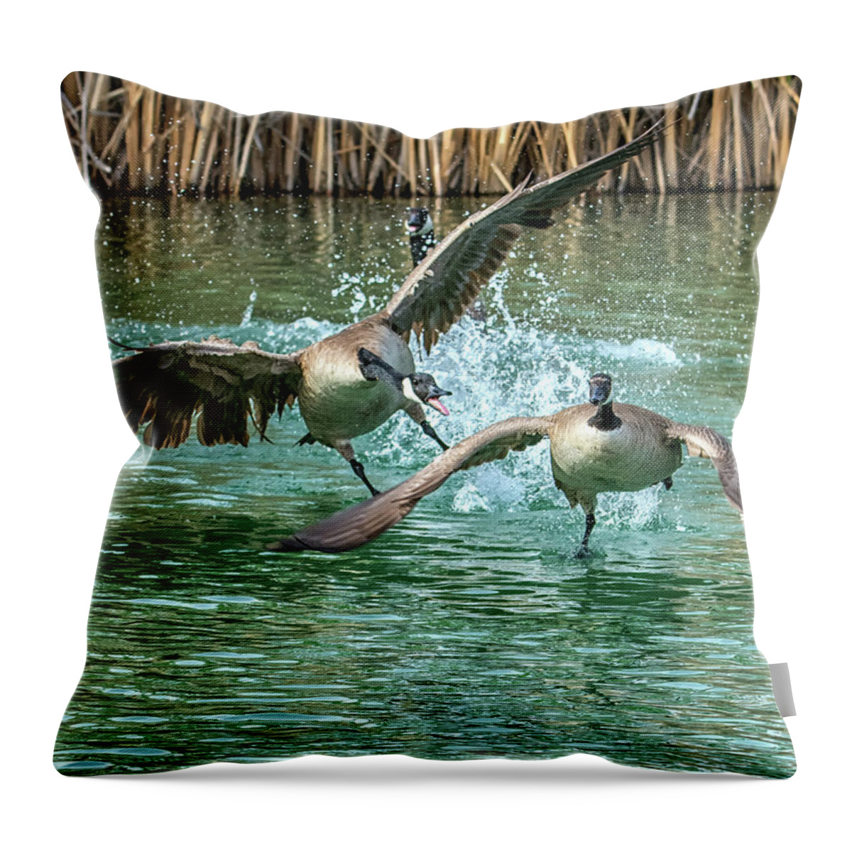 Canada Throw Pillow featuring the photograph Canada Geese Chase 4906 by Tam Ryan