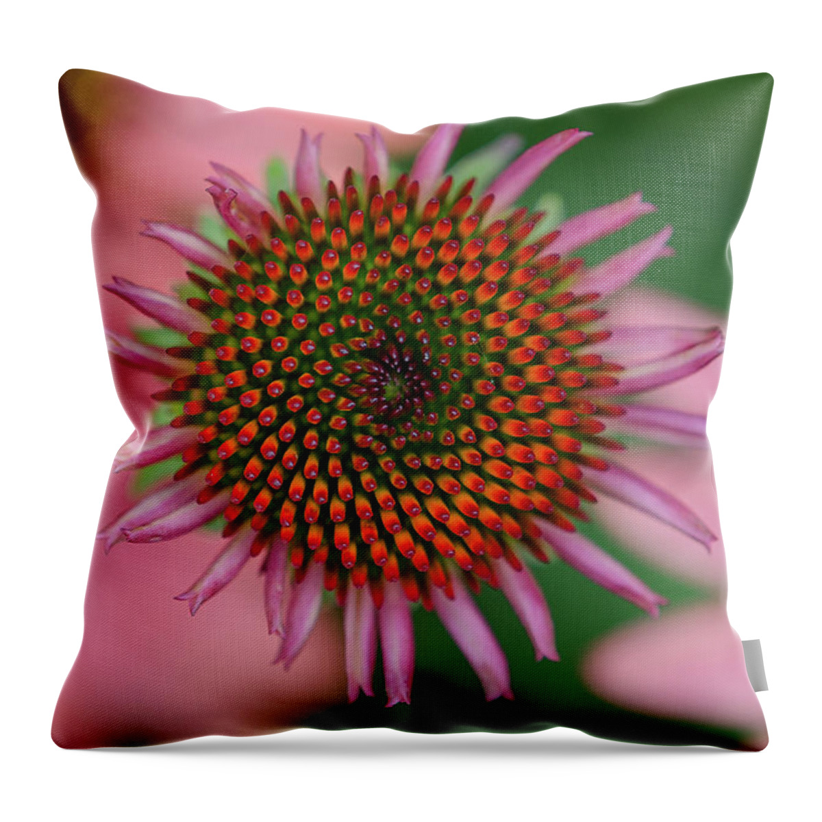 Coneflower Throw Pillow featuring the photograph Candy by Amanda Rimmer