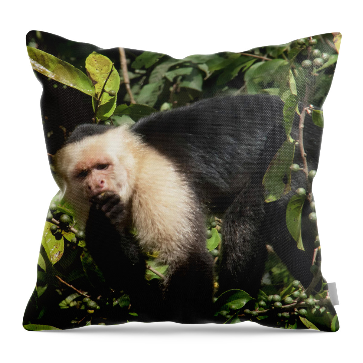 Capuchine Monkey Throw Pillow featuring the photograph Capuchine 2 by Jessica Levant