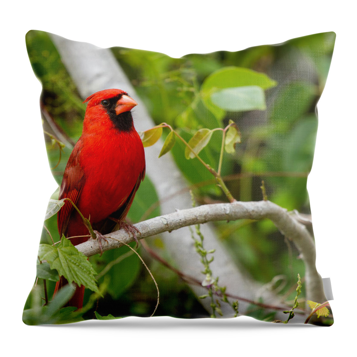 Cardinal Throw Pillow featuring the photograph Cardinal 147 by Michael Fryd