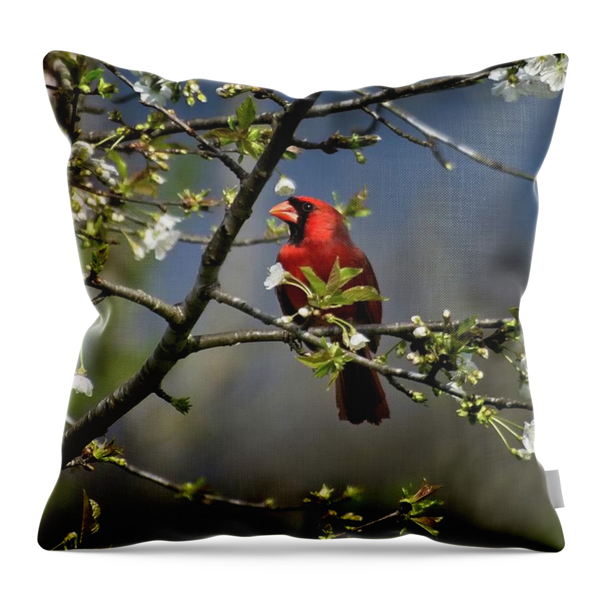 Wildlife Throw Pillow featuring the photograph Cardinal Among the Blossoms by John Benedict