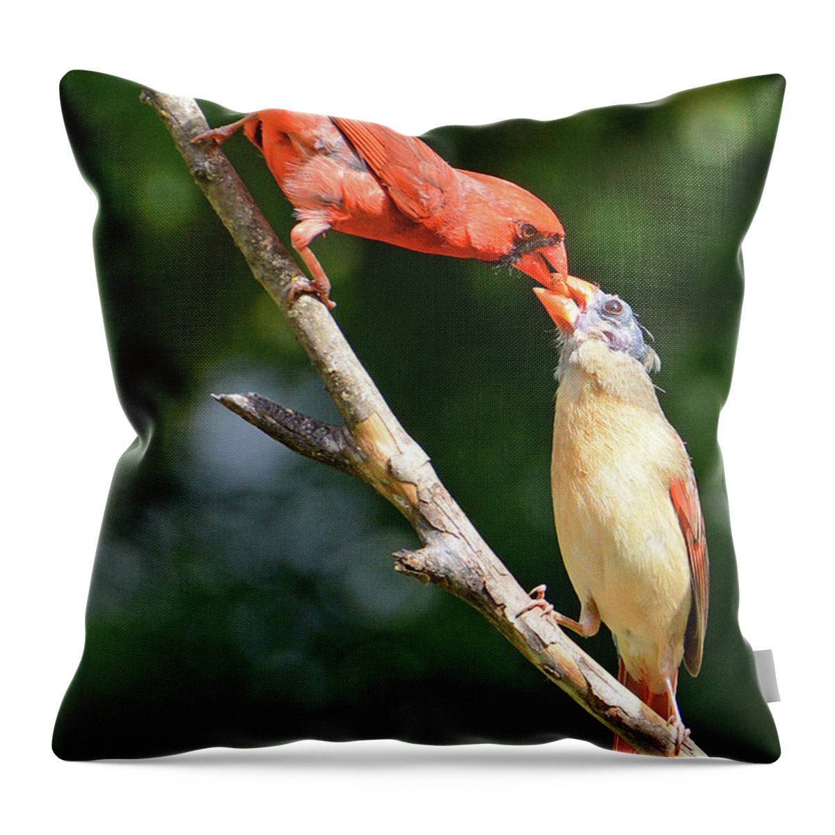 Cardinal Throw Pillow featuring the photograph Cardinal Feeding the Youngster by Ted Keller
