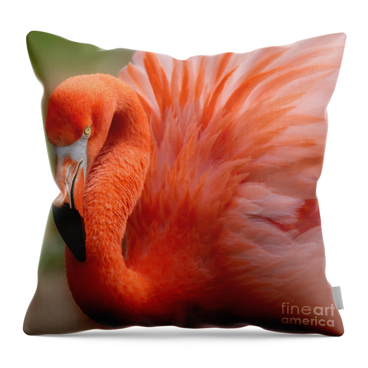 Caribbean Flamingo Throw Pillow featuring the photograph Caribbean Flamingo by Chris Scroggins