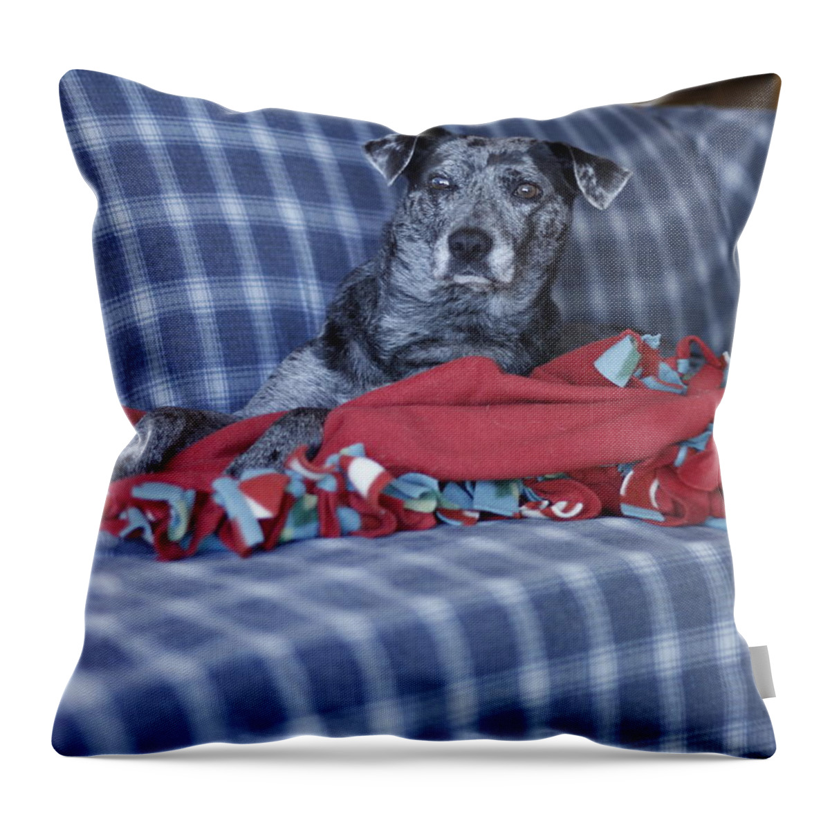 Catahoula Leopard Dog Throw Pillow featuring the photograph Catahoula Leopard Dog in blue by Valerie Collins