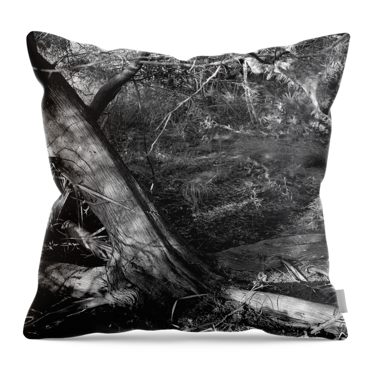Guana River Throw Pillow featuring the photograph Cedar and swamp by John Simmons