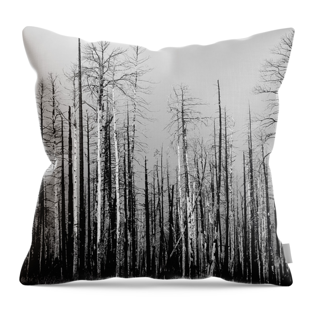 Charred Throw Pillow featuring the photograph Charred Trees by James BO Insogna