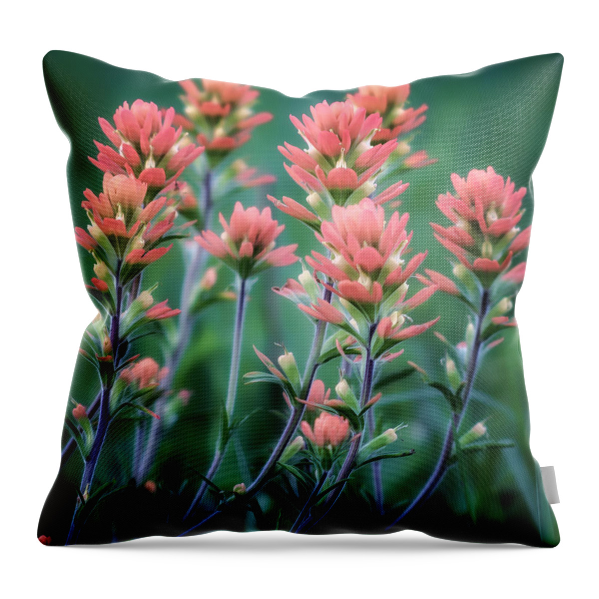Indian Throw Pillow featuring the photograph Cherokee Prairie Paintbrush by James Barber