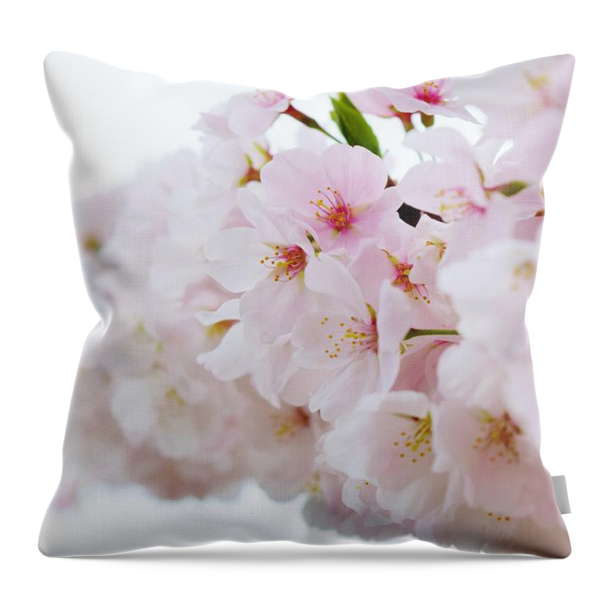 Cherry Blossom Throw Pillow featuring the photograph Cherry Blossom Focus by Nicole Lloyd