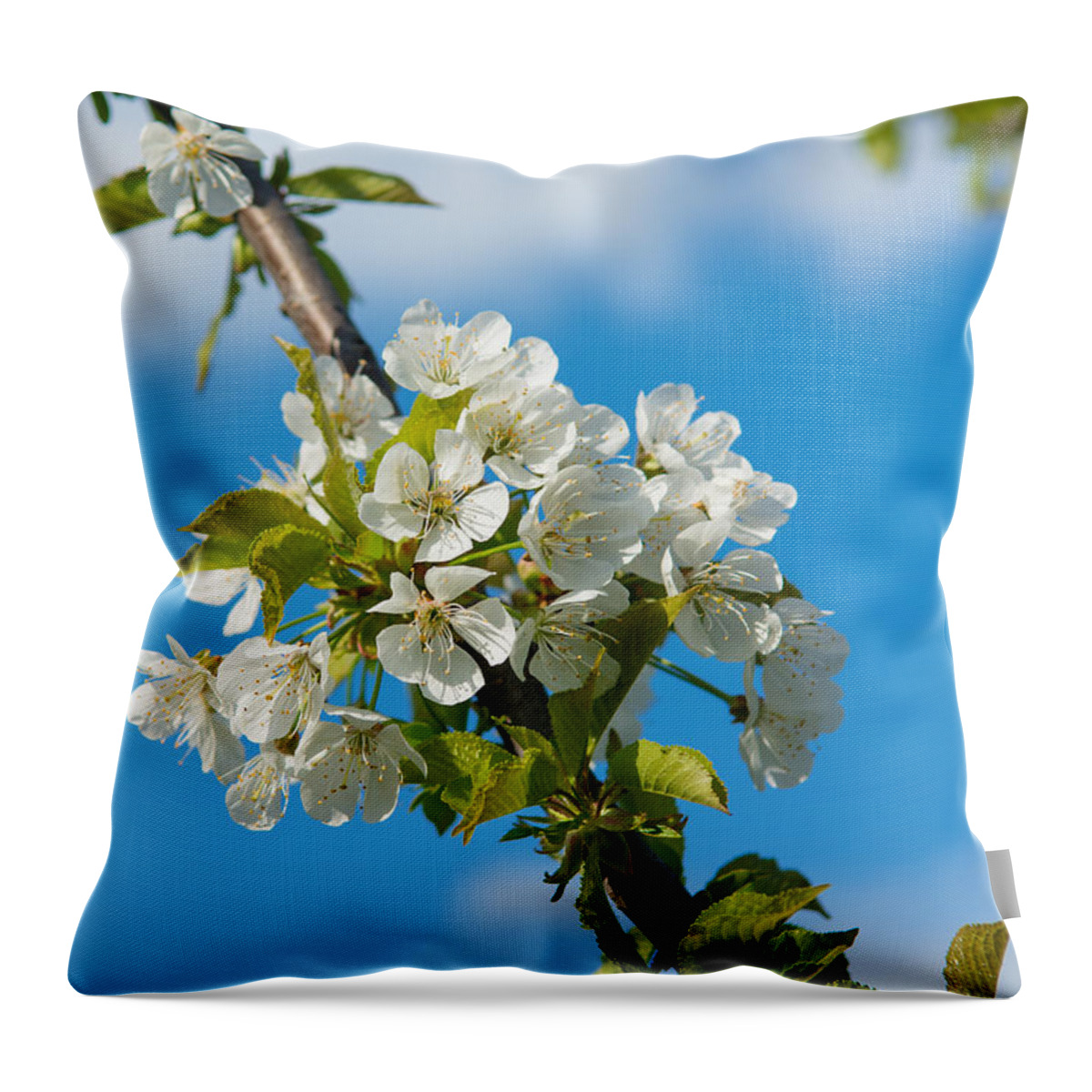 Cherry Throw Pillow featuring the photograph Cherry Tree Blossoms by Andreas Berthold