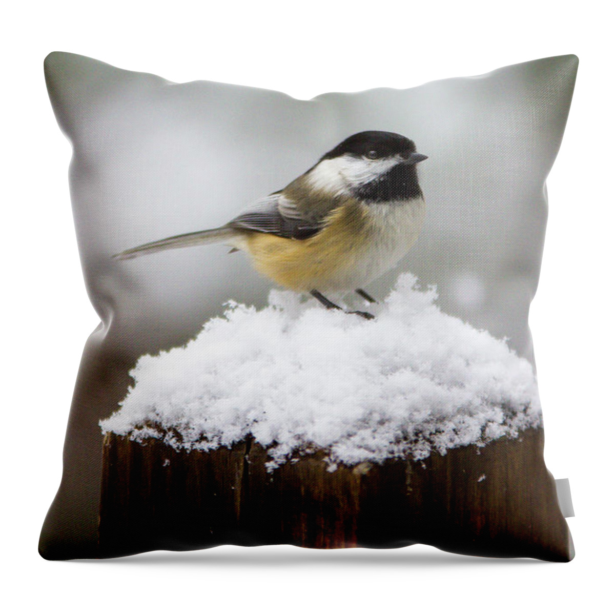 Bird Throw Pillow featuring the photograph Chickadee in the Snow by Darryl Hendricks