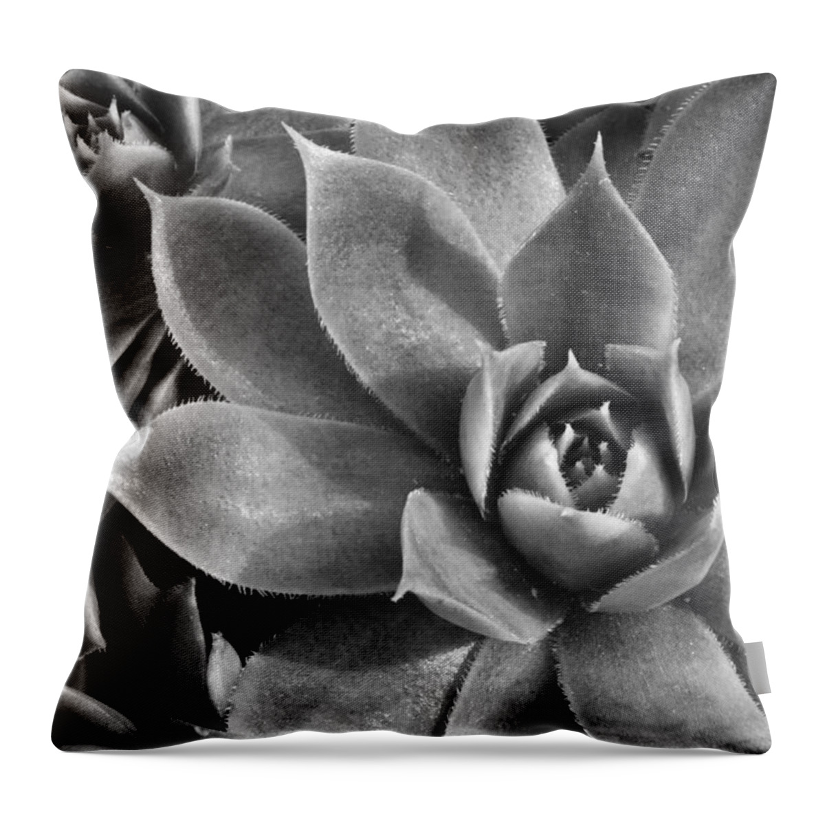 Botanical Throw Pillow featuring the photograph Chicks and Hens Black and White by Ann Bridges