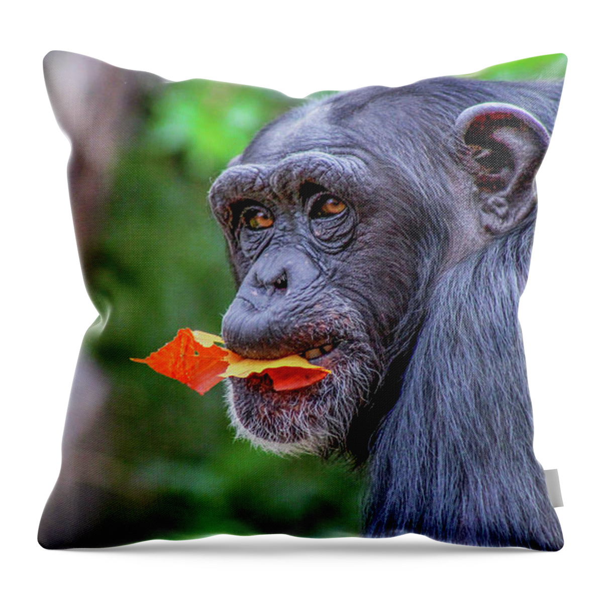 Chimpanzee Throw Pillow featuring the photograph Chimpanzee by Holly Ross
