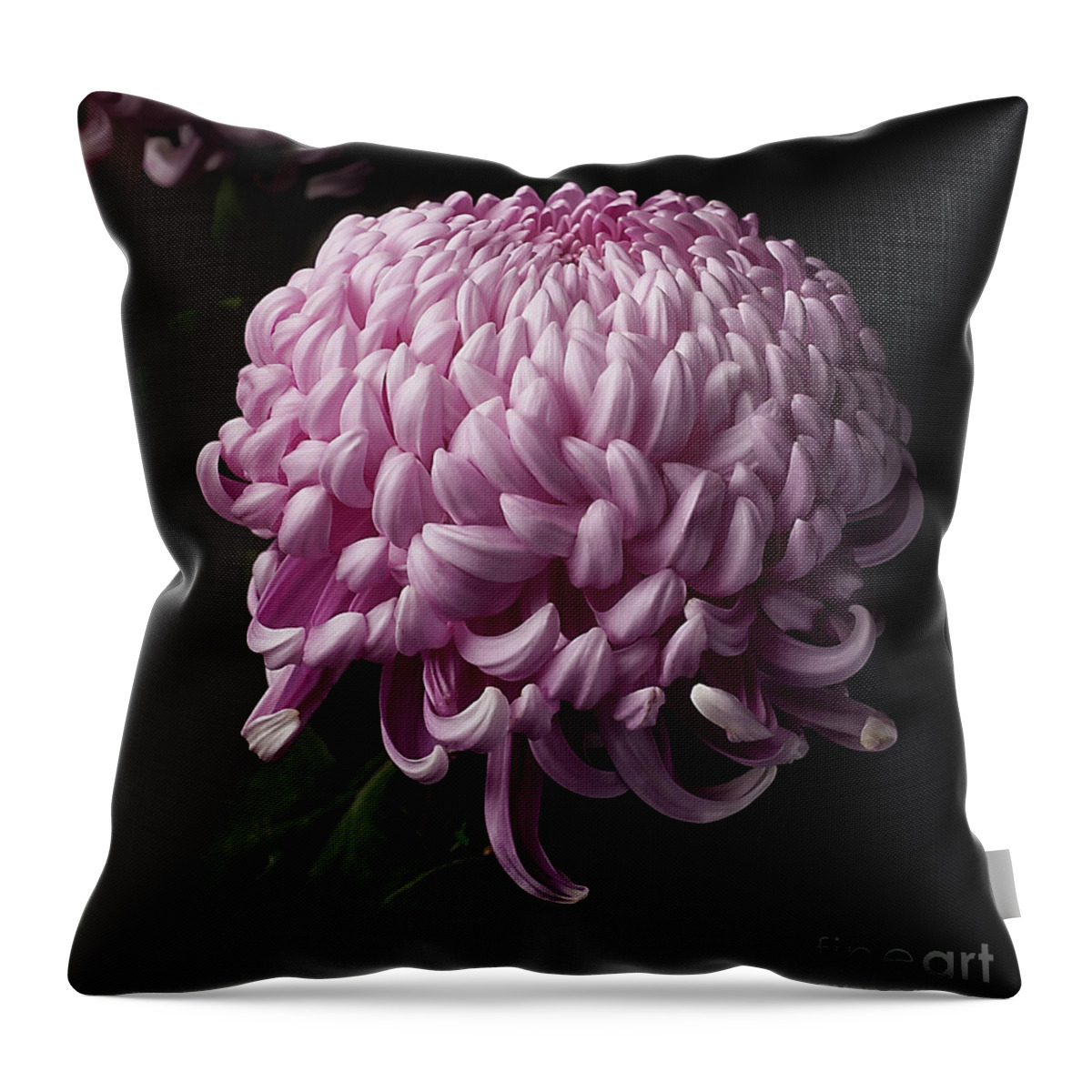 Flower Throw Pillow featuring the photograph Chrysanthemum by Ann Jacobson
