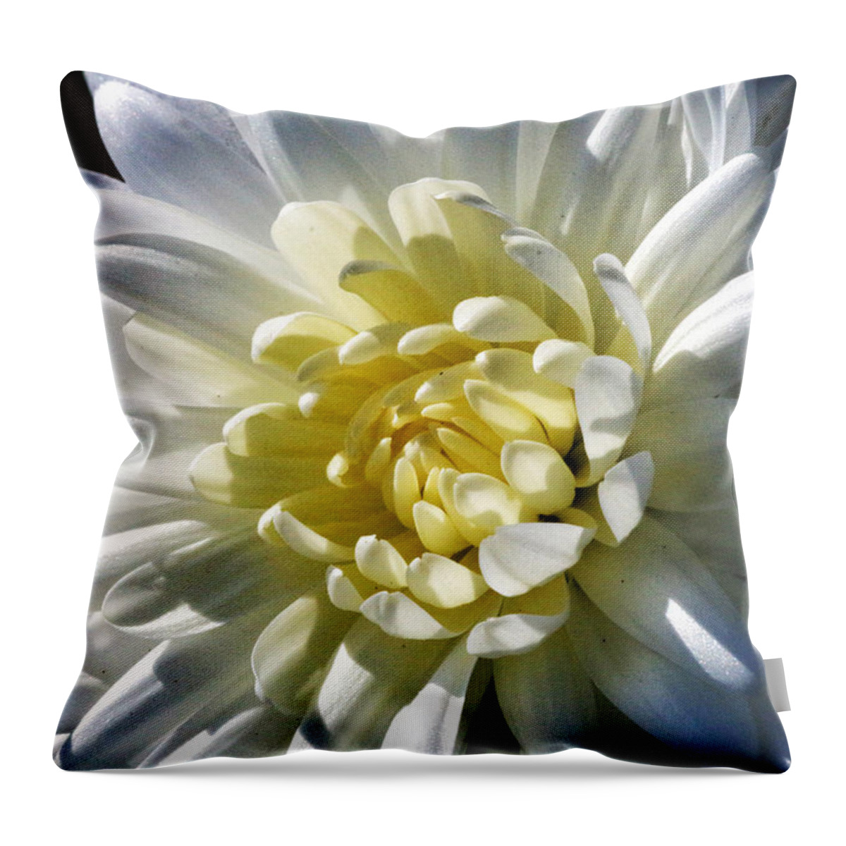 Flower Throw Pillow featuring the photograph Chrysanthemum in Sunlight by William Selander