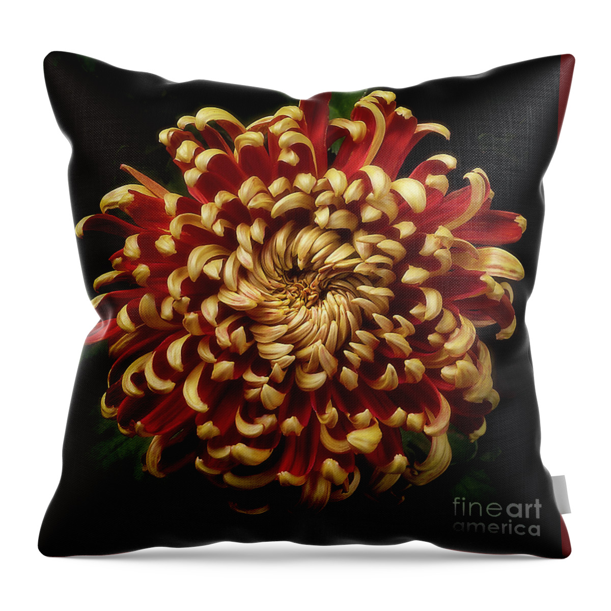 Flower Throw Pillow featuring the photograph Chrysanthemum 'St Tropez' by Ann Jacobson