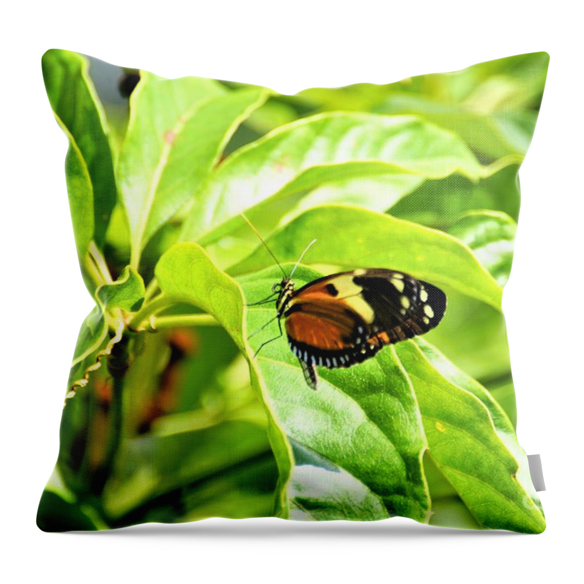 Cleveland Ohio Butterfly Throw Pillow featuring the photograph Cleveland Butterflies3 by Merle Grenz