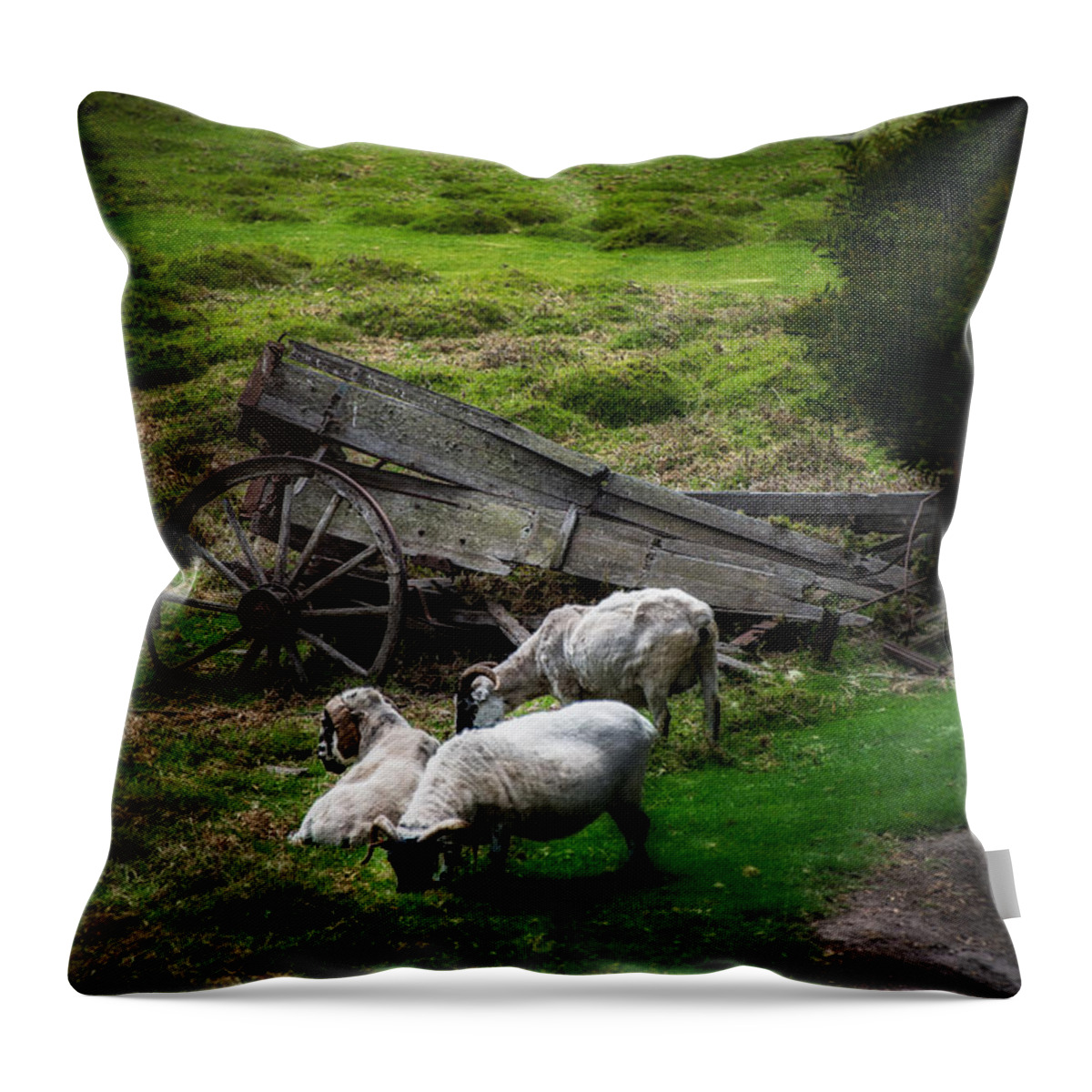 California Throw Pillow featuring the photograph Clint's Sheep by Patrick Boening